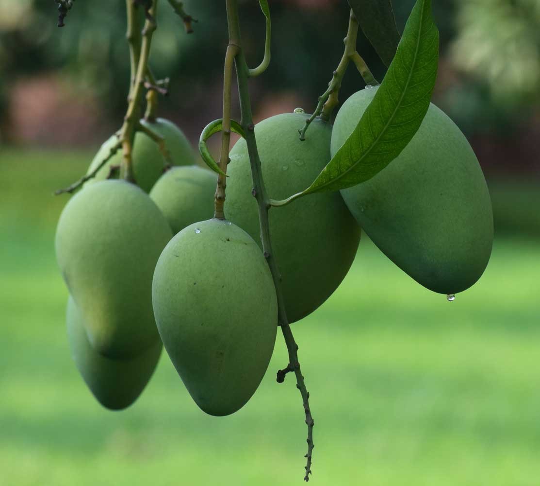 Amrapali (আম্রপালি) / 1 KG